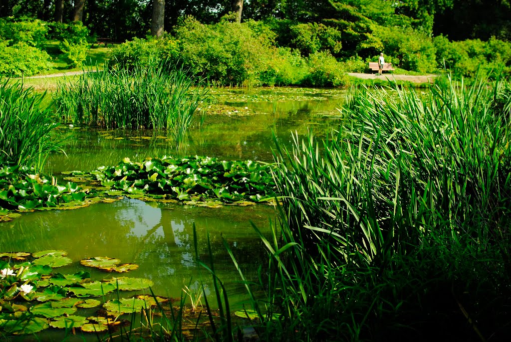 Pond Near Tree House by samfeltus