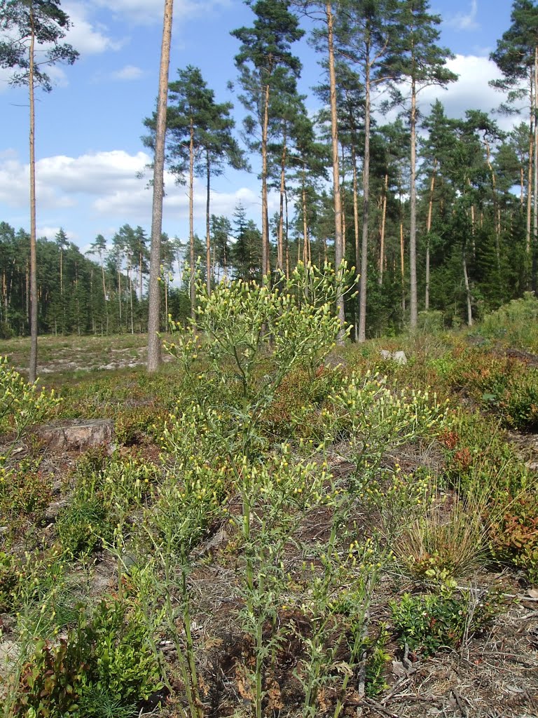 Senecio silvaticus L. - Starzec leśny by milenal ll