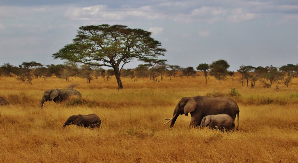 Elephants in the Serengeti by Mariamichelle117