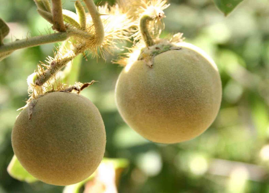 Frutos da Lobeira by Beatriz Barreto Tane…