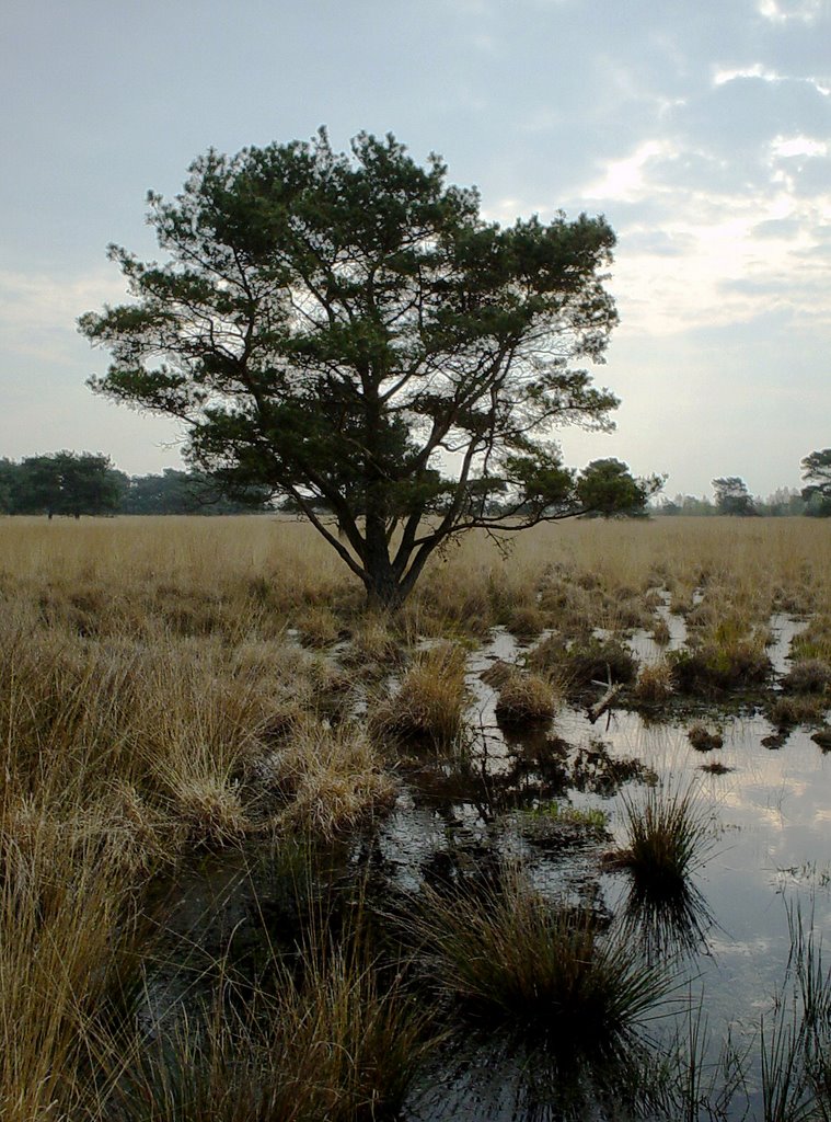 Nationaal Park De Groote Peel, Ospel by uaf