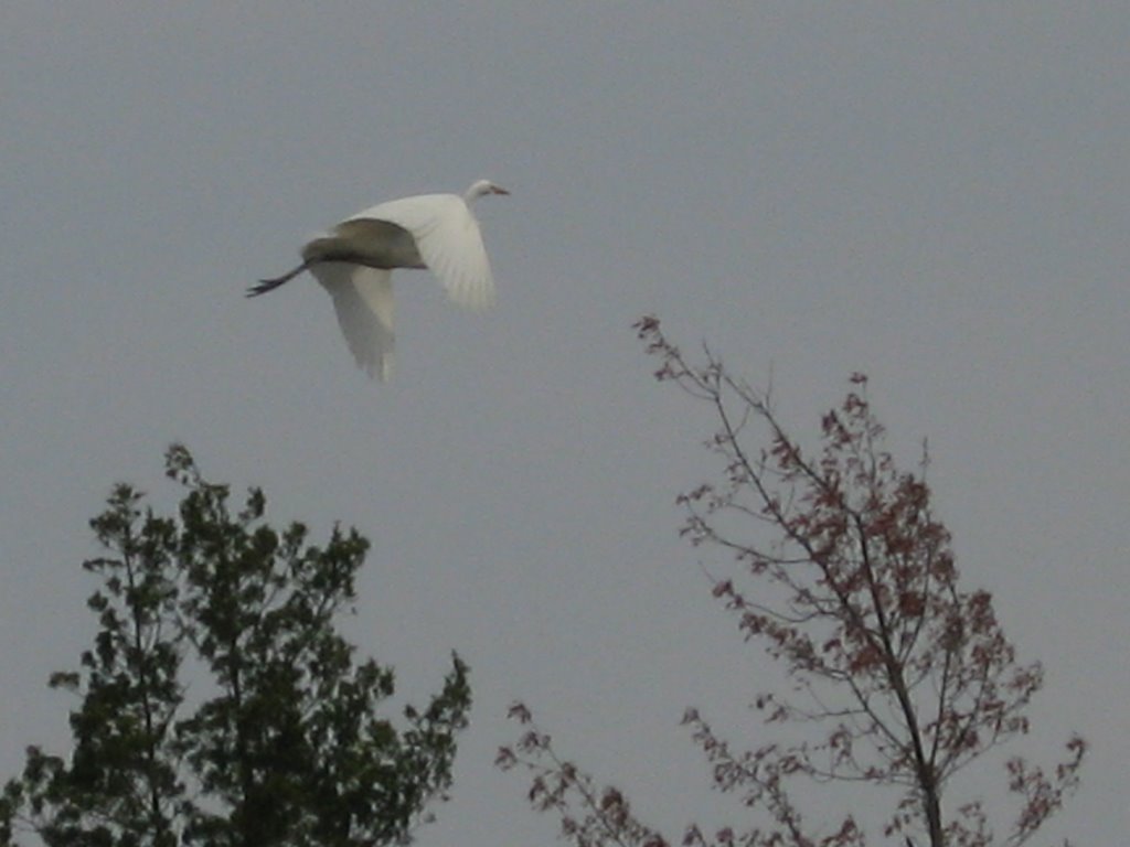 Egret in Flight over Maurice River Marshes by Chris Sanfino