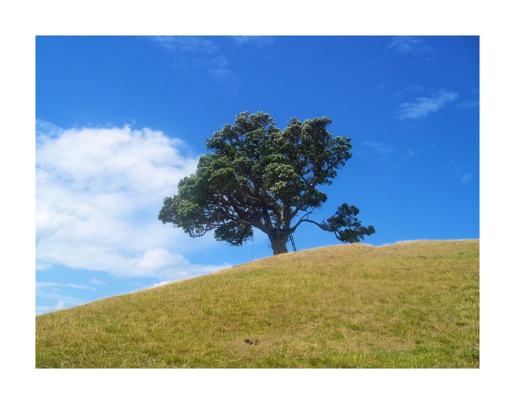 Tree at Kenedy point by Nicolaas saaiman