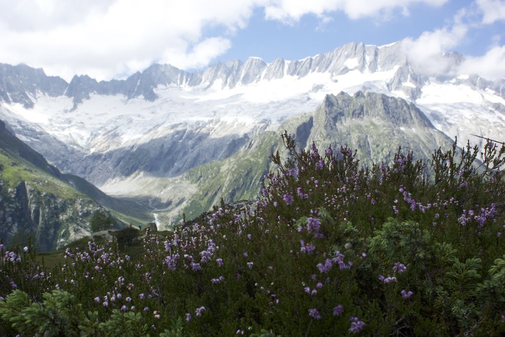 Dammagletscher mit Heide - glacier & heather by adin