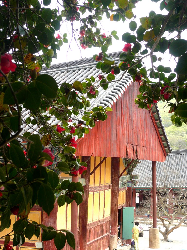 Camellia in Sunun temple(spring) by shin jun seob