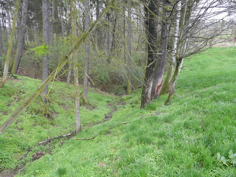 Lauschka, Blick in den Wald by Walter Stuber