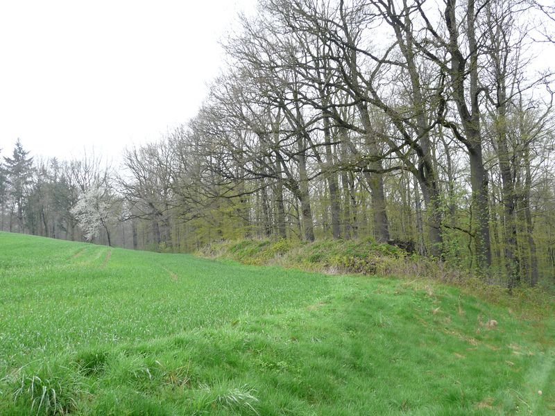 Lauschka, Blick am Waldrand by Walter Stuber