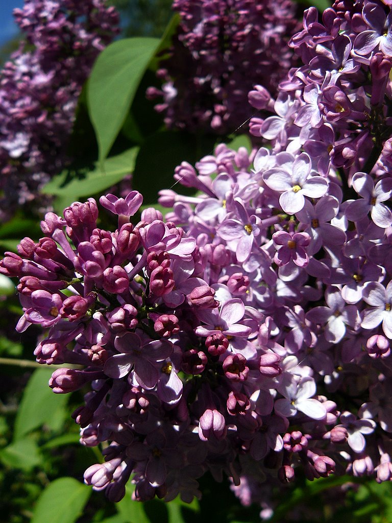 Lila orgona - Lilac (Syringa vulgaris) by Tamás Borbély