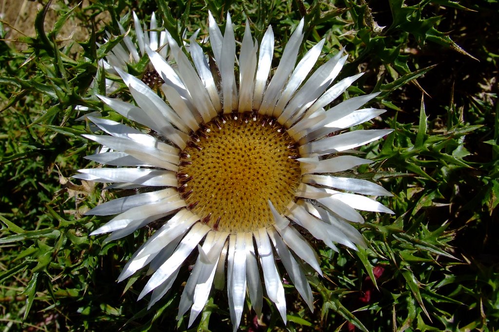 Matese 81016, cardo (Carlina Acaulis) by Michelangelo Di Meo