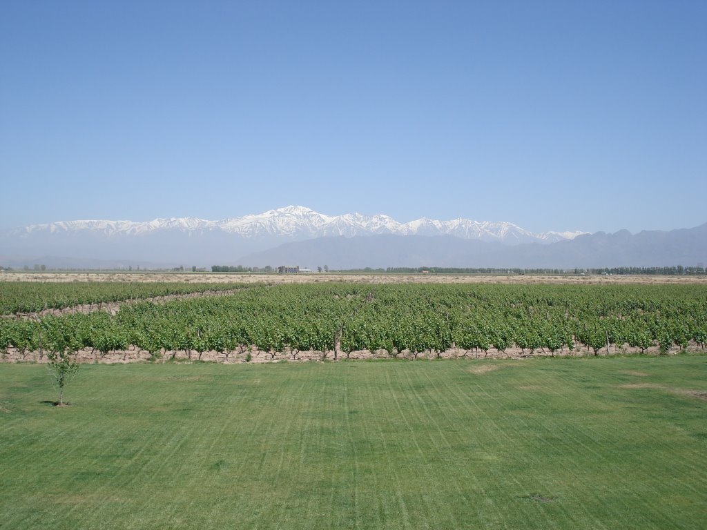 Vista desde la bodega ruca malen by Alejandro Dik