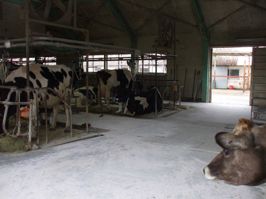 The jersey cow seeing Holstein... - Mother Farm 2008/4/20 by pumpkinbox