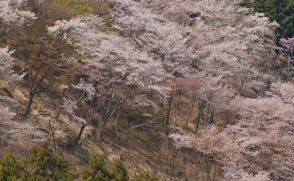 Yoshinoyama, Yoshino, Yoshino District, Nara Prefecture 639-3115, Japan by 宮崎亮