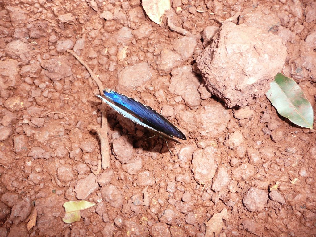 Mariposa Seda Azul do Brazil by Jaime Caviedes