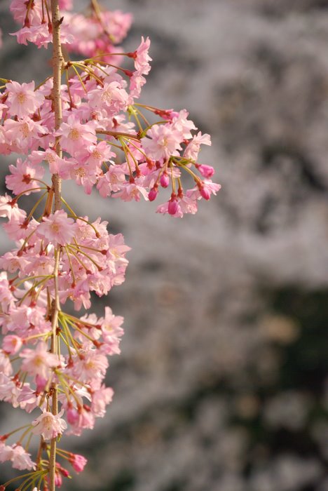 枝垂れ桜 by Itss_teruteru