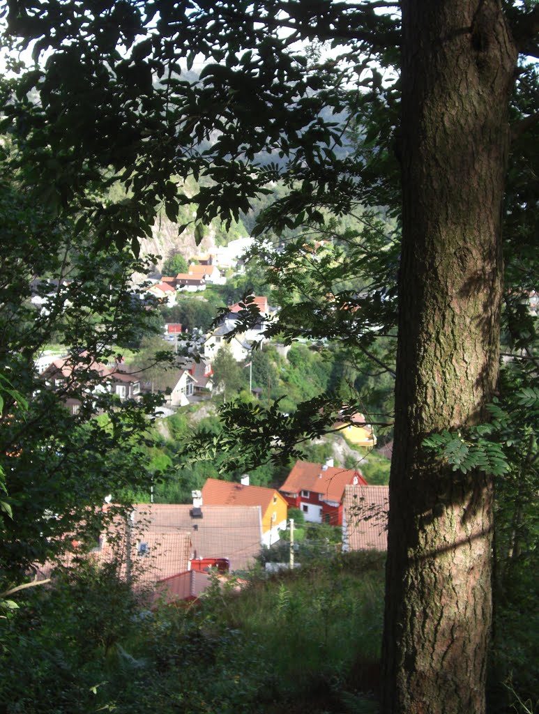 Looking through the branches this sunny day in august by Mona Lygre