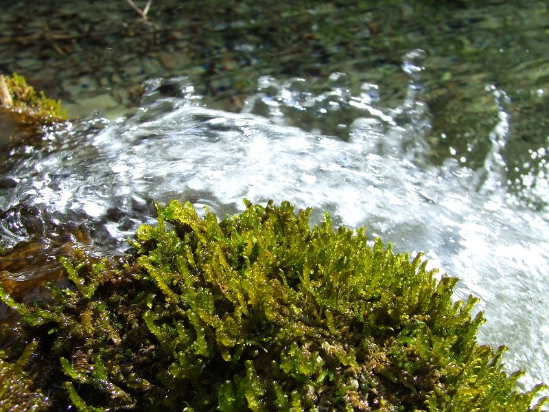 Moss and water by © Kojak