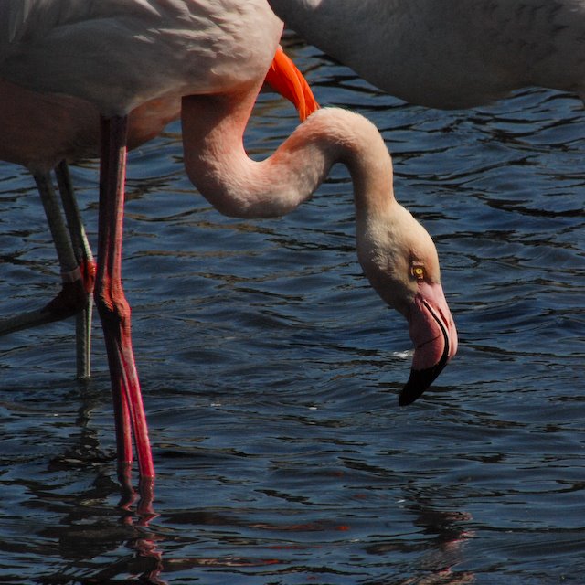 Flamants roses by kilkim