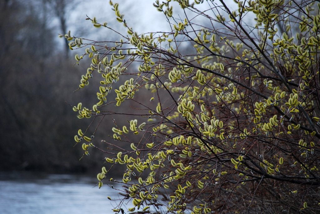 Vyshhorods'kyi district, Kyivs'ka oblast, Ukraine by ShubNiggurath