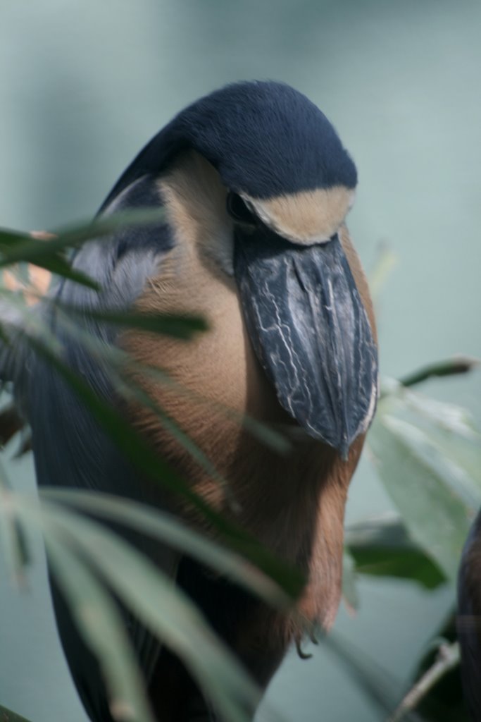 Boat Billed Heron by Scott Hanko