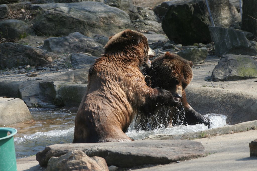 Grizzly Play Fight by Scott Hanko