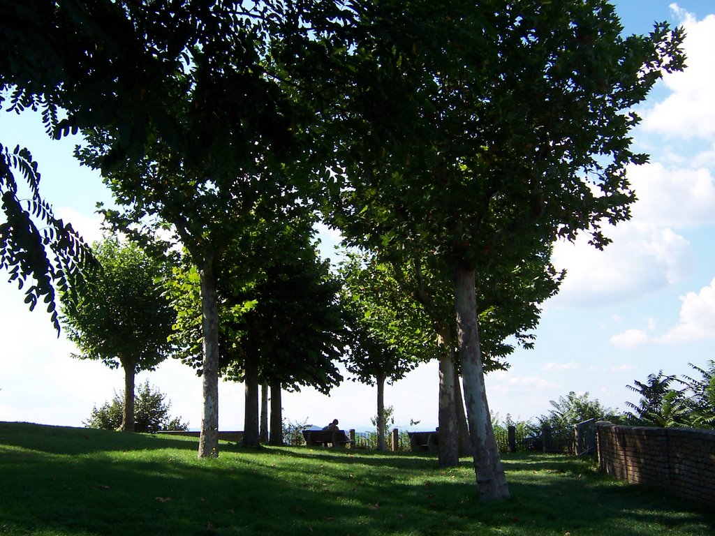 Montalcino tree by doc.pl