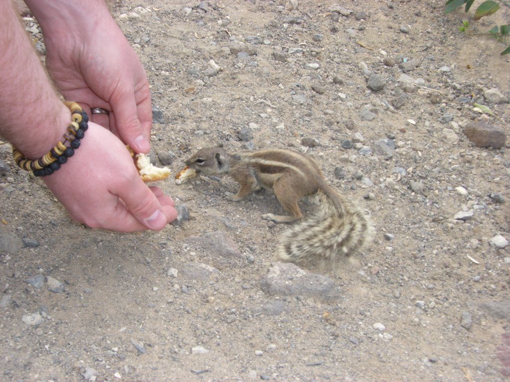 Ground squirrel by moriath