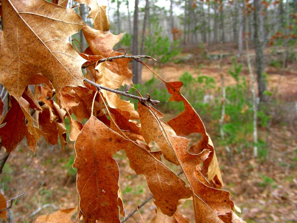 Oak Leaves by tymarshall