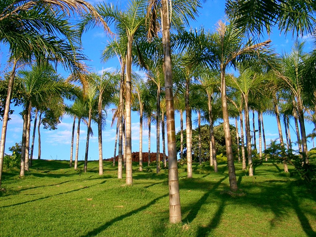 Os coquerais, no Jardim Botânico. by joao batista shimoto