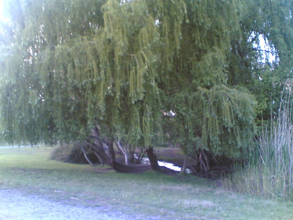 Arbre a la bora de la riera del parc de l'hostal de fum by manueldo