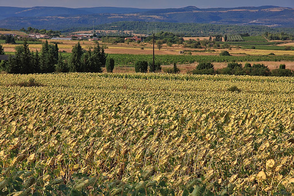 Champ de tournesols à Villalier by jean pakhomoff