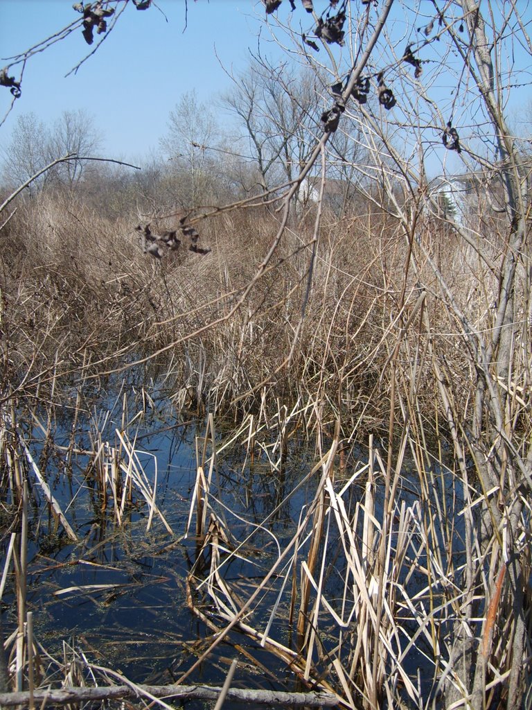 Tamarack Nature Preserve, Woodbury MN by nkovac1