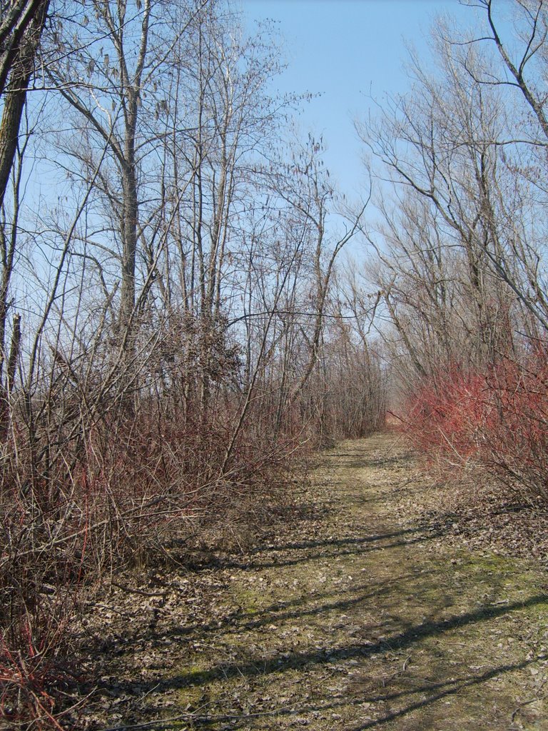 Tamarack Nature Preserve, Woodbury MN by nkovac1