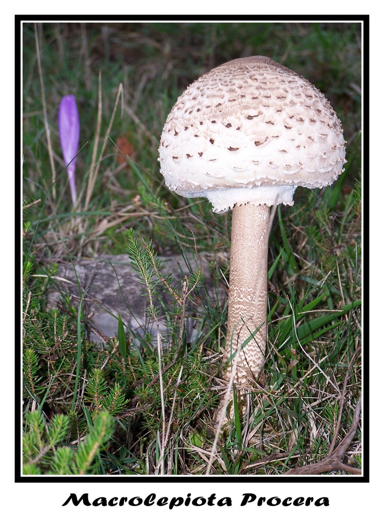 Macrolepiota Procera by Igor Llano Viteri