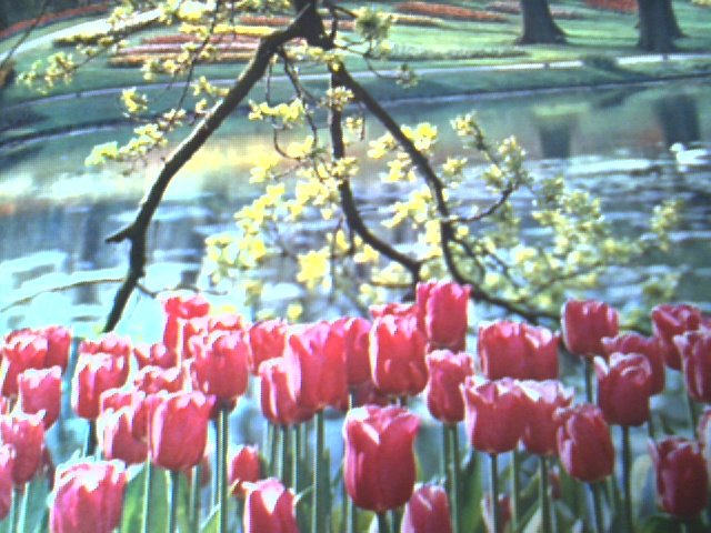 TULPEN by Mien v asten