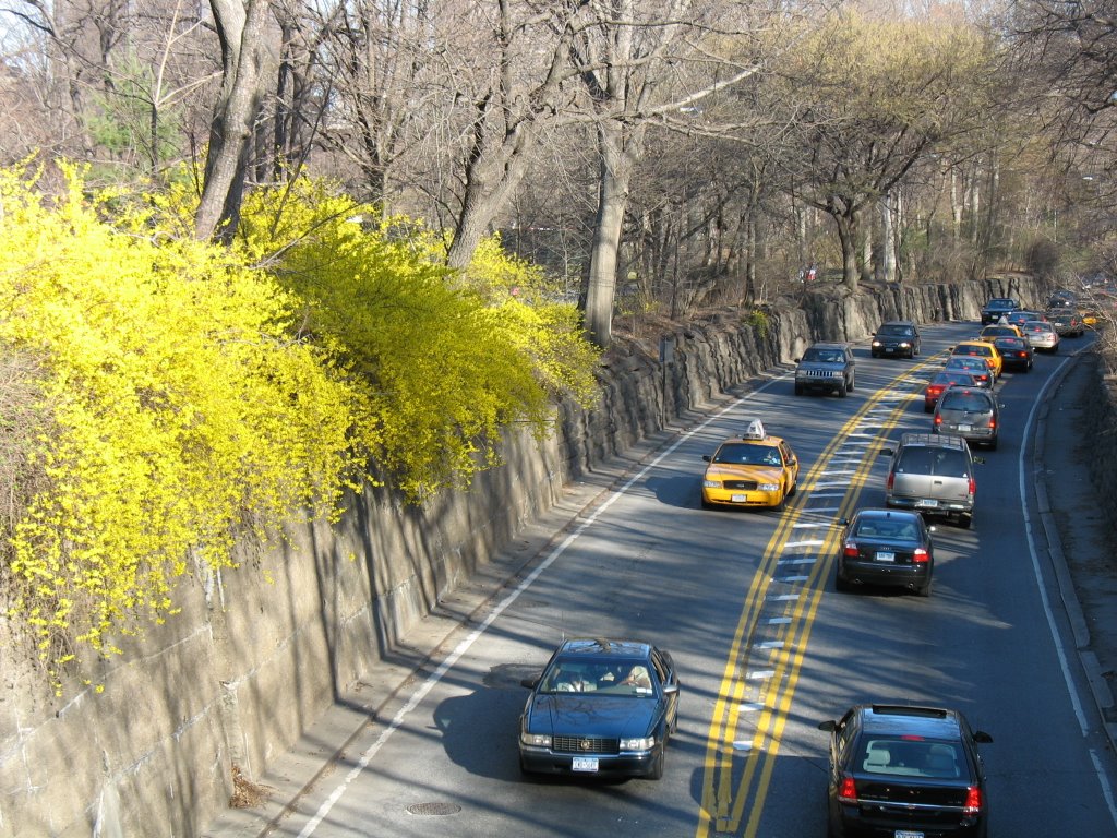 Forsythia along Central Park transverse April06 NYC by LeahNY