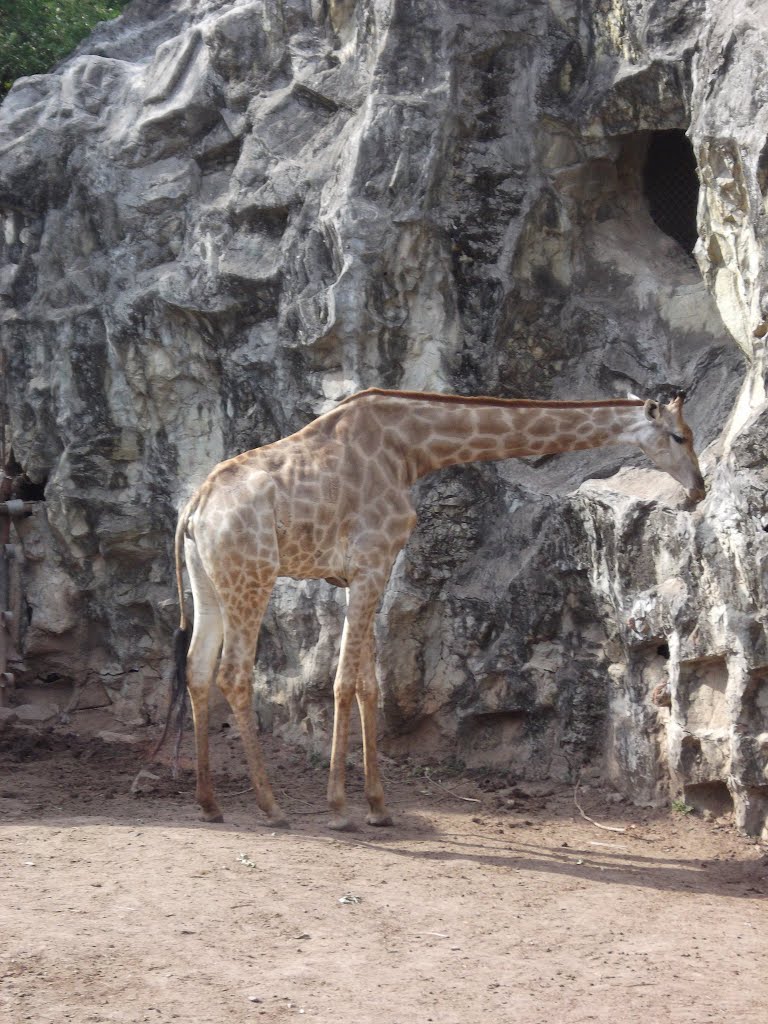 Giraffa camelopardalis by Tsutomu Rikimi