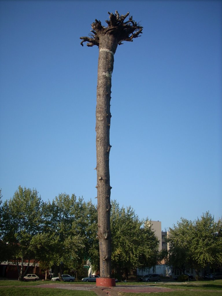 Arbol al revés de cerca by Leonardo Capparelli