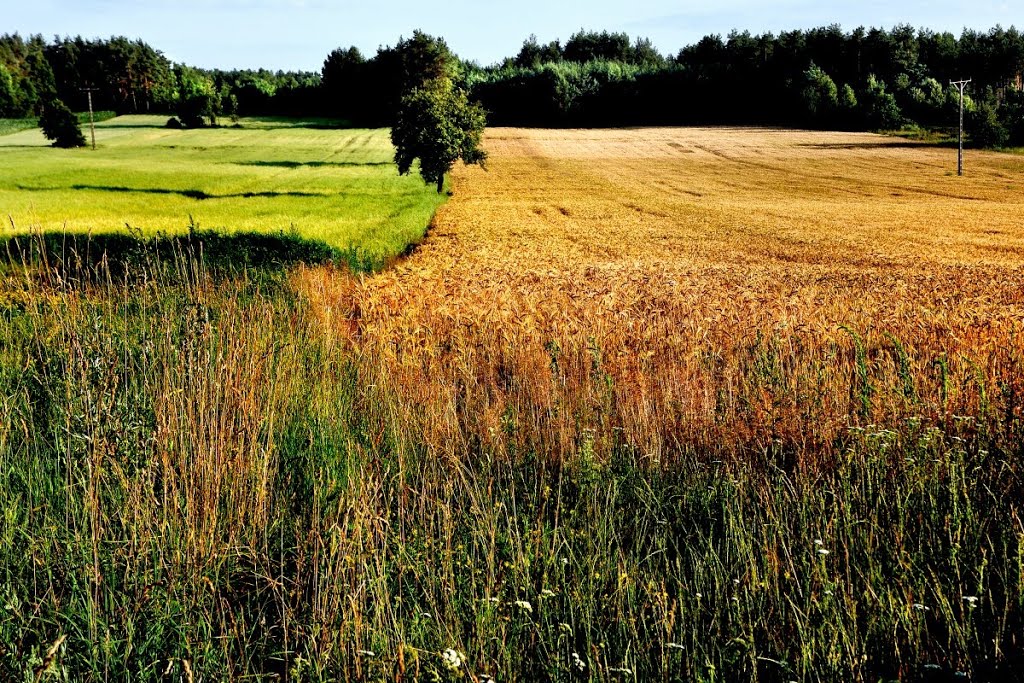 Polska, woj. podlaskie, Nizina Północnopodlaska, Mojsiki by marekangiel