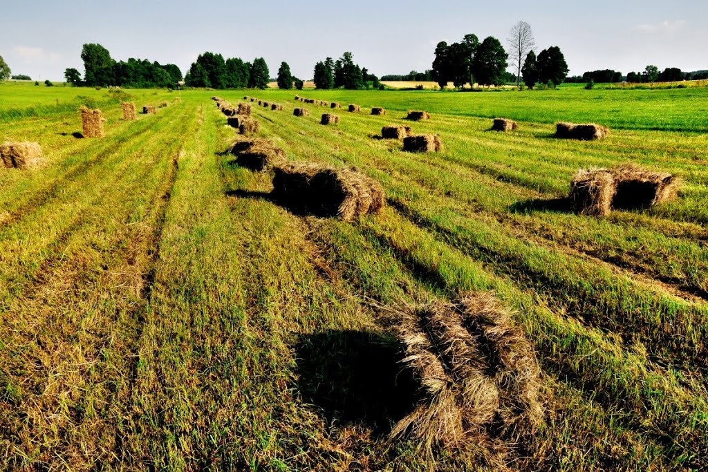 Polska, woj. podlaskie, Nizina Północnopodlaska, Waniewo by marekangiel