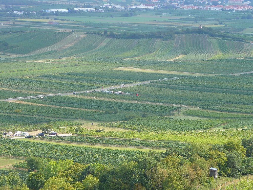 Weingärten überall - Gumpoldskirchen by Galacs