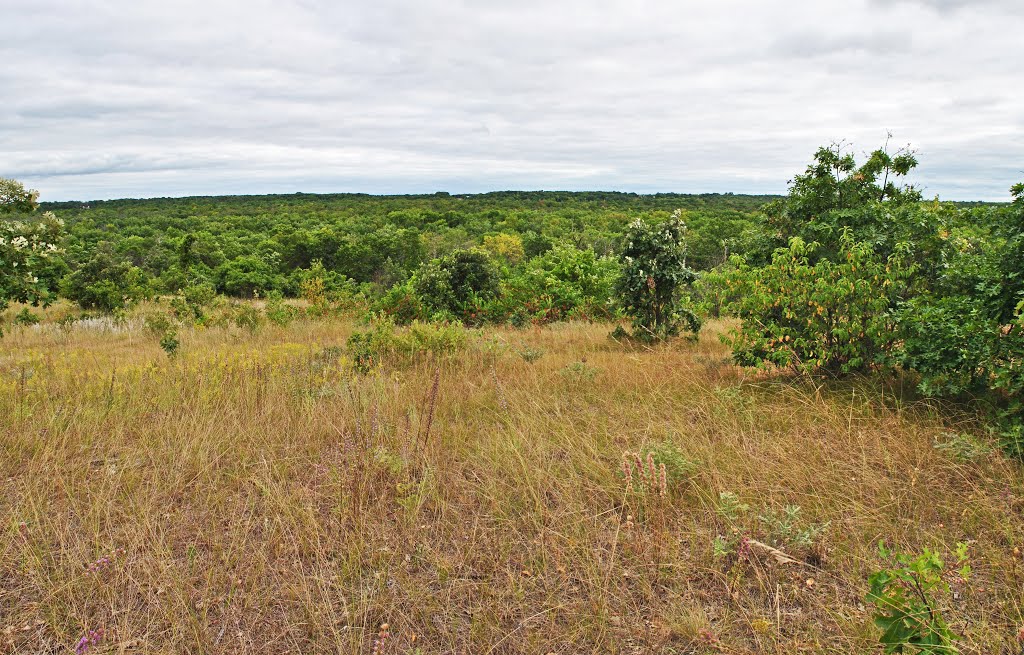 Sterling Barrens State Natural Area by Aaron Carlson