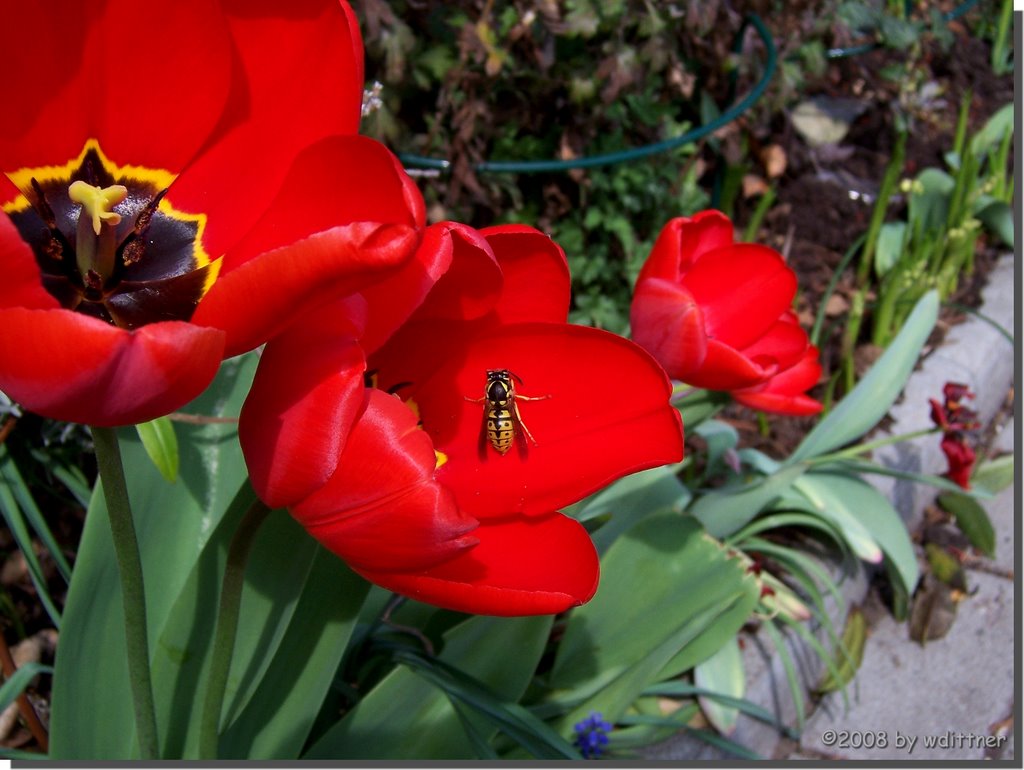 Frühling by Wolfram Dittner