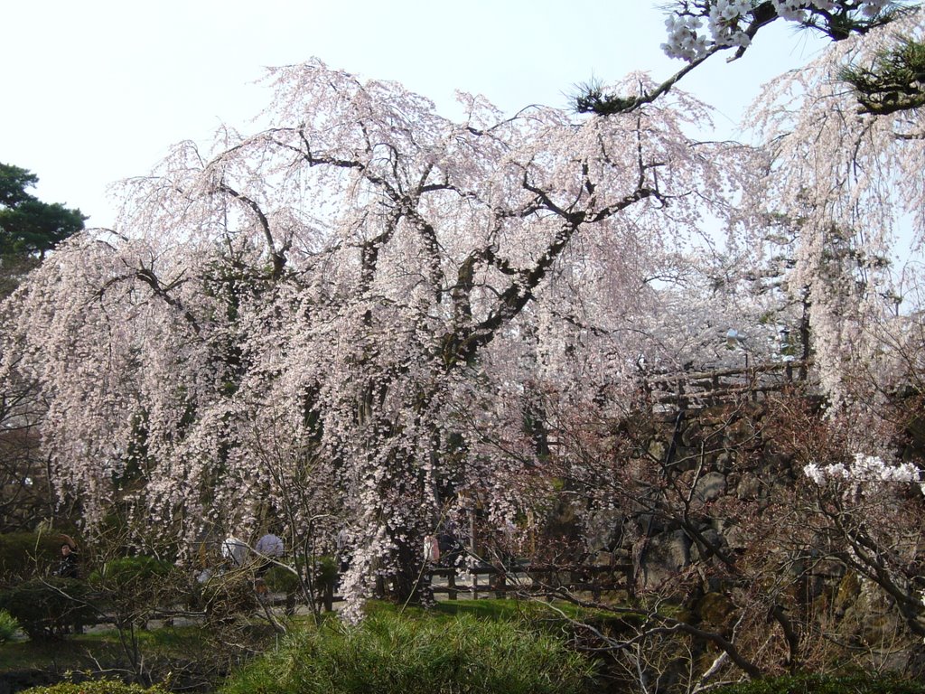 Shimoshiroganecho, Hirosaki, Aomori Prefecture 036-8356, Japan by miyarin