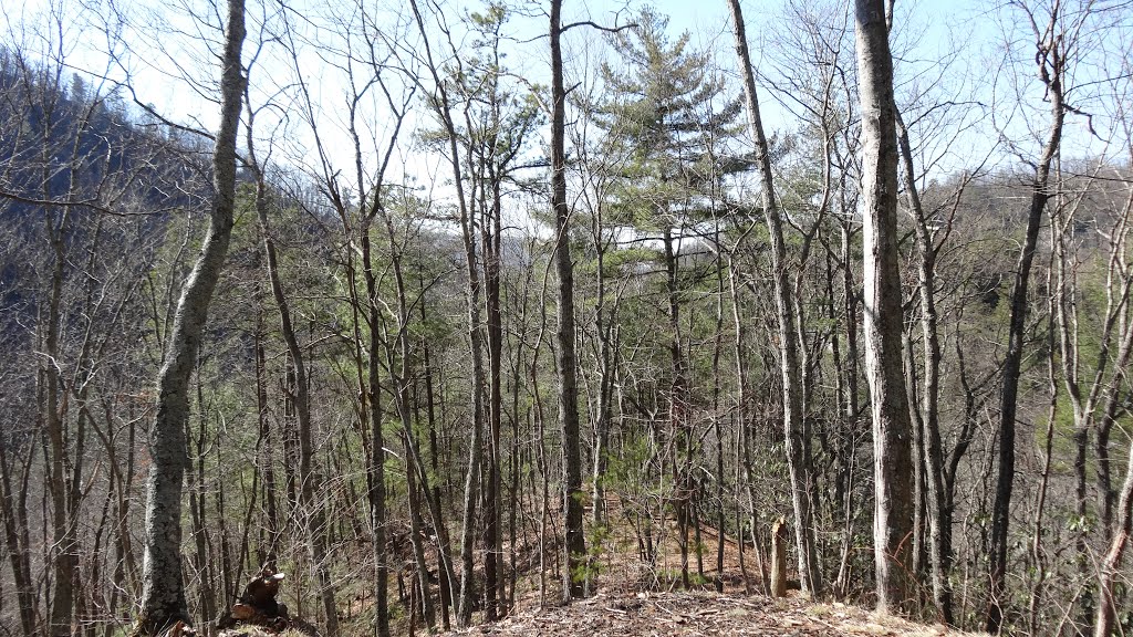 View from Laurel Fork Shelter, Appalachian NST, TN by chfstew