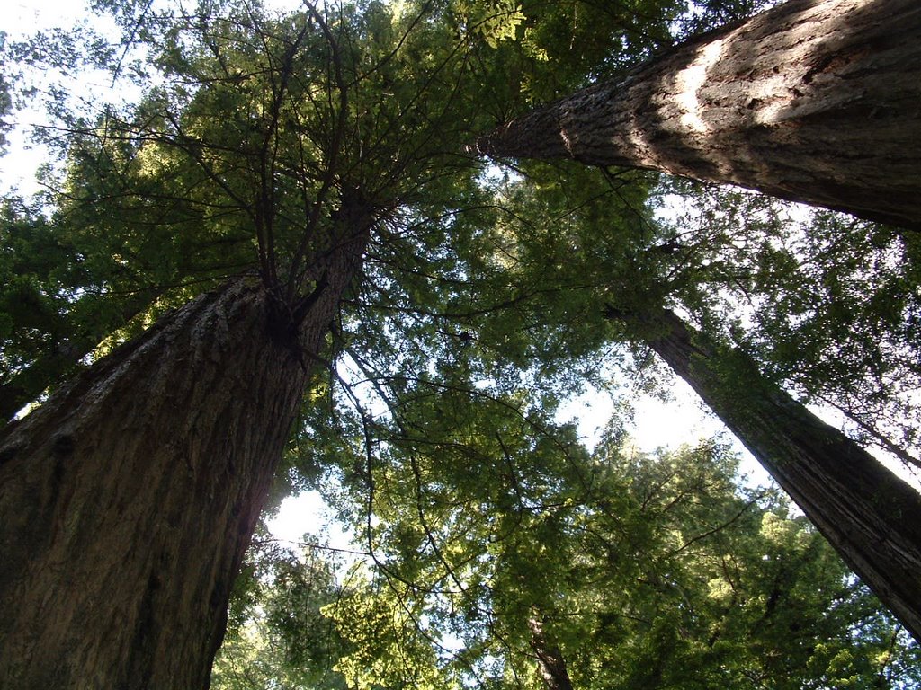 Redwoods by Michael Ambs