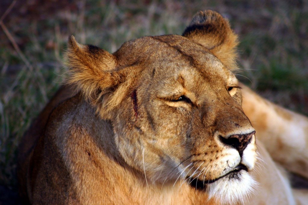 Lioness in the Masai Mara by Nicky Broadhurst