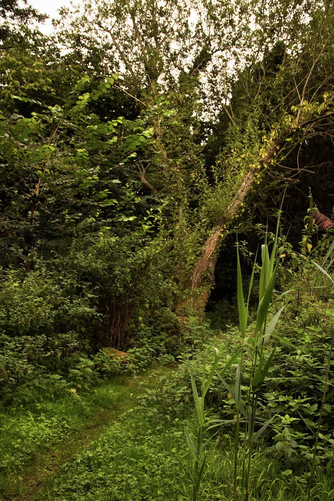 Angles Way in Roydon Fen by DAVHAR