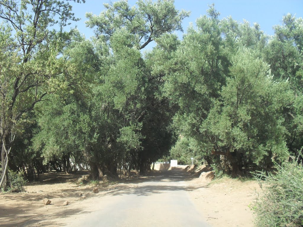 Marokko • Souss-Massa-Draâ • Agadir-Ida-Ou Tanane Province, Tamrout , by abbi234