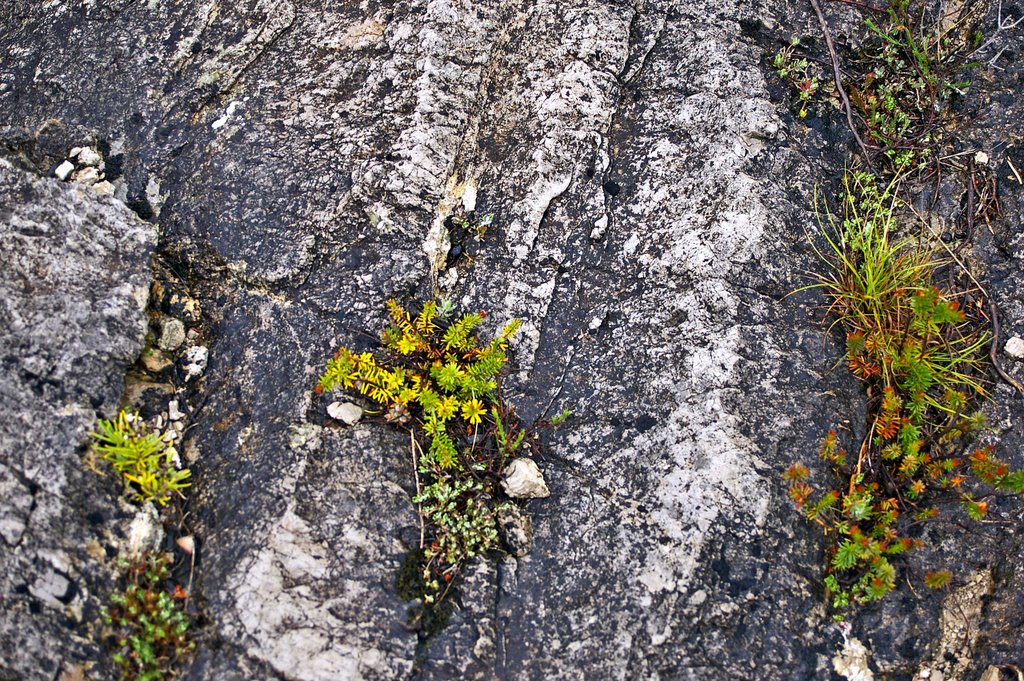 Flora autoctona mediterranea by Peter cero