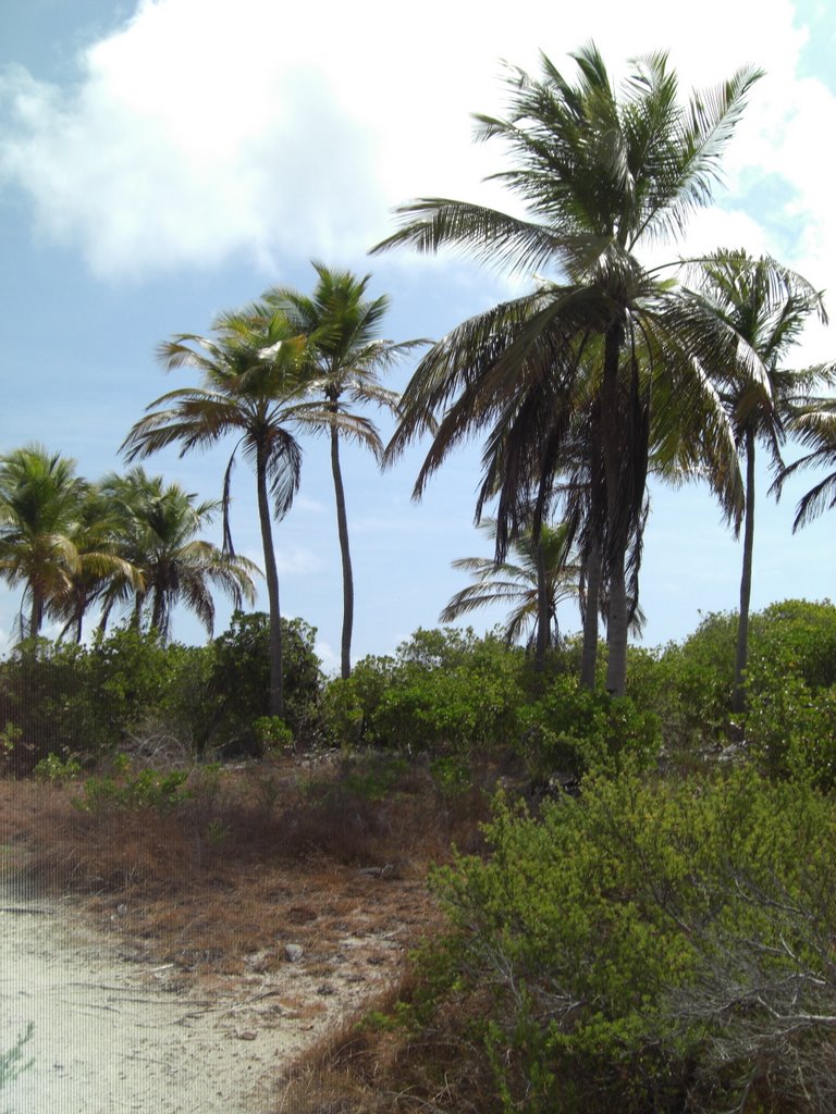 Cayo Salb palmeras by saidalieblich